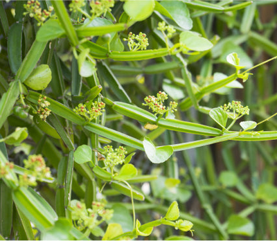 CQR-300® (Cissus quadrangularis Extract)